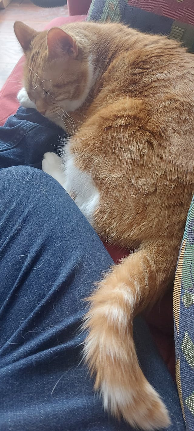 An orange cat is curled up on a couch using a foot as a pillow, she looks restful and adorable